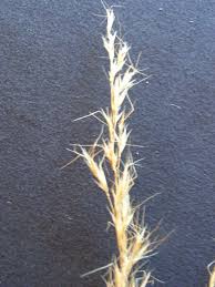 Image result for Aristida diffusa