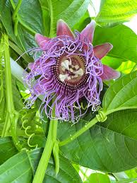 Image result for Passiflora quadrangularis