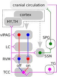 Color Online Schematic Diagram Of Pathways In The Migraine