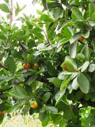 Image result for Diospyros lycioides