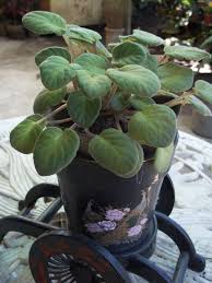 Jul 14, 2021 · when growing most houseplants, use light bulbs between 4000 and 6000 kelvin, as the bulb's color temperature will borrow from a full spectrum of colors—cools and warms. Care Tips For Growing African Violets Outdoors Mama Nene S Garden