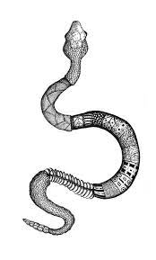 Zentangle Snake Google Search Belas Cobras Desenhos Para Colorir Mandalas Tatoo