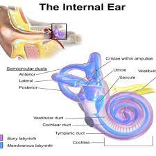 Anatomy 1.1 overall anatomy of the human ear. Anatomy Of Inner Ear It Consists Of Six Mechanoreceptor Structures Download Scientific Diagram