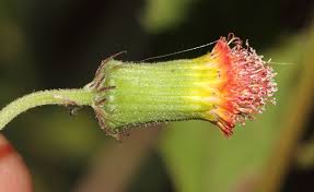 Image result for Crassocephalum montuosum