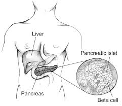 Image result for pancreas location