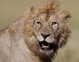 Lion'ların ana amacı gönüllü olarak dünya toplumuna karşılıksız hizmet etmektir. Lions Kill Cattle So People Kill Lions Can The Cycle End Voice Of America English