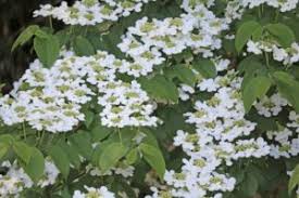 アジサイに似た花の名前は 白やピンク 緑 青の種類や秋咲きで考えられる植物は パワースポット巡りでご利益を 開運ネット