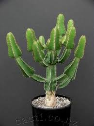 Image result for Euphorbia cooperi
