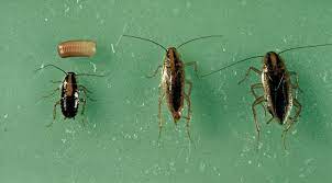 How to get rid of cockroaches in your drain | terminix. Pin On Get To Know Cockroaches