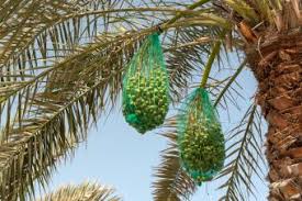 This small native florida palm grows to between 6.5 and 20 ft. Which Fruits Grow On Palm Trees Lovetoknow