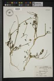 Image result for Deverra burchellii