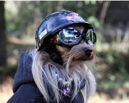 Baris Adli Kullanicinin Dogs With Helmets Panosundaki Pin