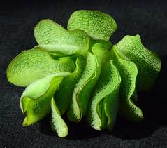 Image result for Salvinia hastata