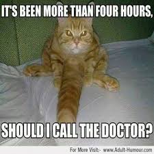 Its Been More Than 4 Hours Cat Meme Jpg 700 700 Funny Animal Memes Funny Cat Pictures Cat Memes