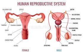 The main external structures of the female reproductive system include: Reproductive System Stock Illustrations 5 385 Reproductive System Stock Illustrations Vectors Clipart Dreamstime