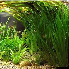 Pin On Aquarium Desing Ideas
