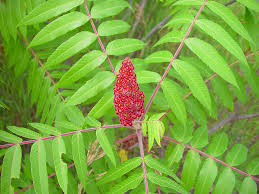 Image result for Rhus