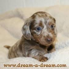 Adorable Little Isabella Dapple Dachshund Dapple Dachshund Cute Puppy Pictures Dachshund Love
