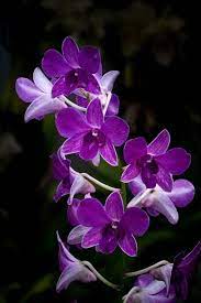 6 Easiest Orchids To Grow With Longwood S Greg Griffis Orchid Plants In 2020 Orchid Plants Types Of Orchids Purple Orchids