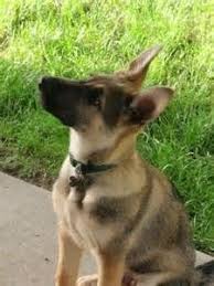 Captain max von stephanitz, whose goal was to create an exceptional german herding dog. Light Brown Sable Light Brown German Shepherd Puppies Pets Lovers