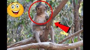 Cute Baby Monkey Eating Fruit On Tree Amazing Monkey Videos Cute Baby Monkey Baby Monkey Pet Monkey