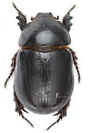 Image result for Pentodon