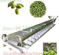 Factory Hot Sale Olives Size Sorter Sorting Equipment Grading Grader Machine