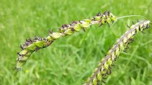 Image result for Paspalum