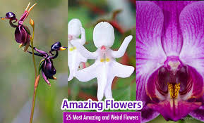 Flowers are one of my favorite photography subjects. 25 Most Amazing And Weird Flowers From Around The World