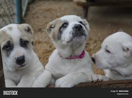 '' guardian, livestock and family dogs '' in oregon usa my name is kat and i am glad to introduce you with such a wonderful breed like the central asian shepherd dogs (alabai) and to share with you our little alabai family in usa! Funny Puppies Central Image Photo Free Trial Bigstock