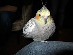 Cockatiel — Full Profile, History, And Care