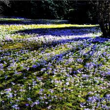 Tanzteppich wurde über die zeit zum synonym für nahezu alle beläge auf veranstaltungen, showbühnen, studios uvm. Krokus Teppich Mit Tausenden Von Bluten Region Rosenheim Land
