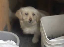 Found small brown dog in Thurston County