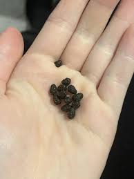 Image result for rabbit droppings