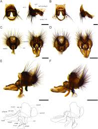 Image result for Terminalia trichopoda