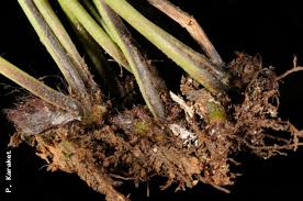 Image result for Gleichenia elongata