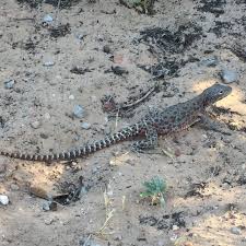 Image result for Lepidagathis andersoniana