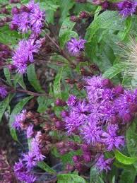 Image result for Vernonia prolixa