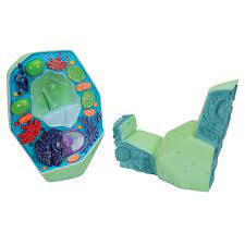 The plant choice was made specifically to ensure that your unicorn garden will never die, meaning the gift will last and become a treasured item for years to come. Plant Cell Model Plant Cell Teaching Model Plastic Plant Cell Model