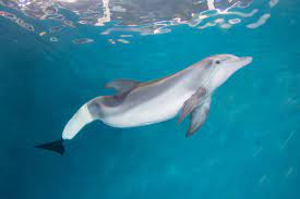 Remembering Winter the Dolphin - Clearwater Marine Aquarium