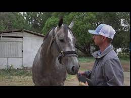 Sutter is the old war horse the flames need. All American Futurity Qualifier Whistle Stop Cafe Youtube