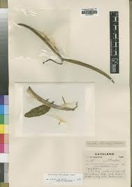 Image result for Oncinotis