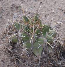 The peruvian apple cactus is a slow growing columnar cactus that can reach heights of up to 15 meters with multiple branching arms. On Line Guide To The Positive Identification Of Members Of The Cactus Family