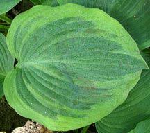Plant database entry for hosta 'dark shadows' with 2 images and 11 data details. Hosta Dark Shadows Hallson Gardens Hostas Hosta Varieties Shade Perennials