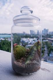 Wild Horses Taken From The Pages Of Terrarium4u Net Miniature Garden Terrarium Air Plants