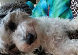 We did not find results for: Dog Boarding In Mirdif With Best Prices On Petbacker
