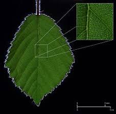 Plant cells differ from other eukaryotic cells because the organelles present are different. Vascular Tissue Wikipedia