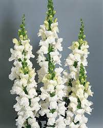 Antirrhinum Majus White Snap Dragon Great Site To Look Up Plants Find Their Region Water And Sun Needs Snapdragon Flowers October Flowers White Flowers
