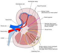 Structure Of The Kidney Basic Diagram Of The Kidney Of The Human Body Kidney Free School Printables Anatomy And Physiology