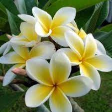 Check spelling or type a new query. Buy Plumeria Yellow Plant Online At Cheap Price On Plantsguru Com